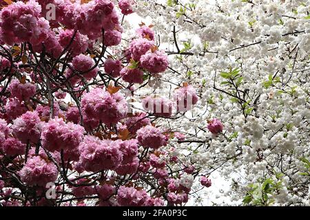 Prunus ‘Kanzan’ Kanzan Kirschblüte – gestielte Cluster aus doppelt rosa Blüten, April, England, Großbritannien Stockfoto