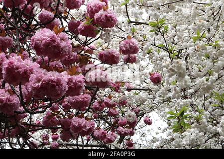 Prunus ‘Kanzan’ Kanzan Kirschblüte – gestielte Cluster aus doppelt rosa Blüten, April, England, Großbritannien Stockfoto