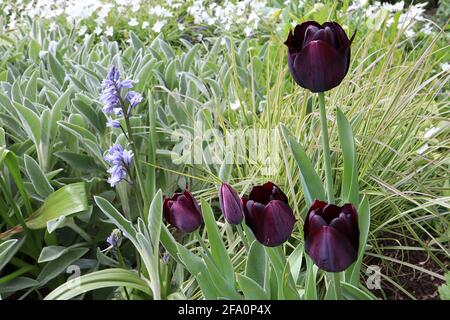 Tulipa ‘Queen of Night’ Single Late 5 Queen of Night Tulpe – dunkelviolette kastanienbraune Blüten, April, England, Großbritannien Stockfoto