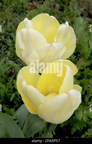 Tulipa ‘Ivory Floradale’ Darwin Hybrid 4 Ivory Floradale Tulpe – cremefarbene Blüten, gelbe innere Blütenblätter, April, England, Großbritannien Stockfoto