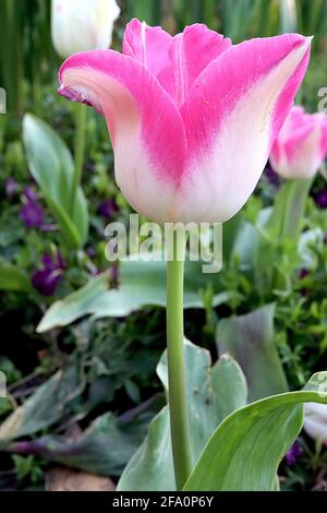 Tulipa ‘Del Piero’ Triumph Tulpe 3 Del Piero Tulpe – weiße Blüten, breite, tiefrosa Ränder, April, England, Großbritannien Stockfoto