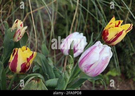 Tulipa ‘Rembrandt Mix’ Single Late 5 Rembrandt Mix Tulpen – eine Vielzahl von Tulpen mit Rembrandt-Stil-Markierungen, virenfrei, April, England, Großbritannien Stockfoto