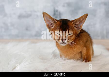 Ein zwei Monate altes niedliches abessinier-Kätzchen, das zu Hause auf dem Teppich aus Kunstpelz mit Schaffell sitzt, mit grunzigen Steinwänden. Junge schöne reinrassige sh Stockfoto