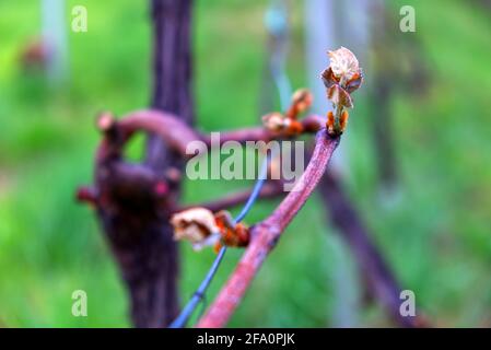 Frühlingsknospen schlüpfen in einer Weinrebe in einem Weinberg Stockfoto