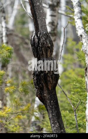 Ein gewöhnlicher Baumkrüll, der in einem Door County Forest gefunden wurde. Stockfoto