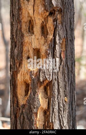 Ein typisches Beispiel für die Arbeit eines Pileated Woodpecker. Aus einem borealen Wald im Zentrum von Door County Wisconsin. Stockfoto