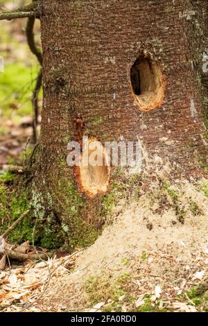 Ein typisches Beispiel für die Arbeit eines Pileated Woodpecker. Aus einem borealen Wald im Zentrum von Door County Wisconsin. Stockfoto