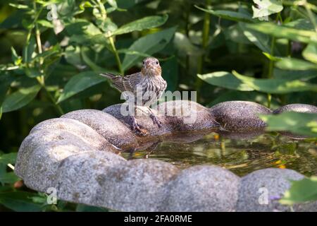 Weiblicher Hausfink, der an der Seite eines Steines thront Brunnen mit Spuren der roten Beeren, die sie gerade aß Auf ihrem Gesicht Stockfoto