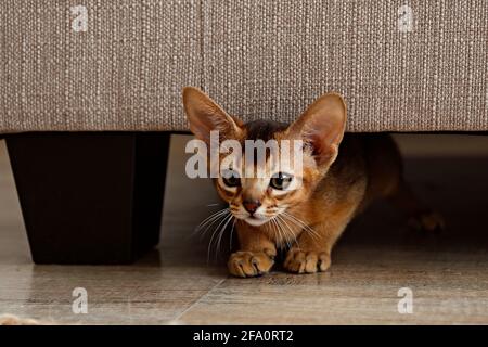 Zwei Monate alte Zimt abessinier Katze zu Hause. Schöne reinrassige kurzhaarige Kätzchen auf dem Boden in der Nähe beigefarbener Textilcouch im Wohnzimmer. Nahaufnahme, Stockfoto