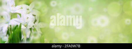 Natürliche florale Hintergrund von Schneeglöpfen Blumen mit Bokeh zart reizvolle romantische künstlerische getönte Bild. Weiße Federn blühen in Nahaufnahme mit Kopie Stockfoto