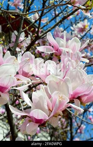 Frühling in Bukarest, Rumänien: magnolienbaum in voller Blüte mit rosa und weißen Blüten Stockfoto