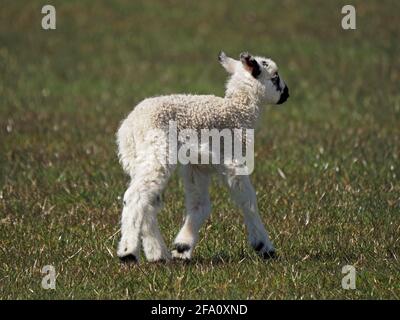 Der Frühling ist gekommen - ein einziges, flauschiges Lamm, das wackelt, während es auf der Upland Cumbrian-Wiese, England, Großbritannien, spaziert Stockfoto