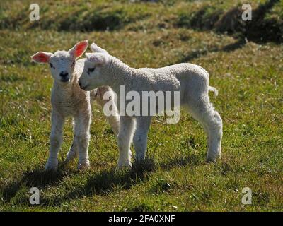 Quintessenzieller Frühling - zwei junge weiße Geschwisterlämmer mit rosa Ohren, die auf einem grasbewachsenen Feld auf der Upland Cumbrian-Wiese, England, Großbritannien, interagieren Stockfoto