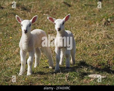 Quintessenzieller Frühling - zwei junge weiße Geschwisterlämmer mit rosa Ohren, die auf einem grasbewachsenen Feld auf der Upland Cumbrian-Wiese, England, Großbritannien, interagieren Stockfoto