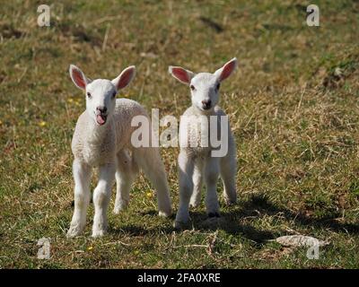 Quintessenzieller Frühling - zwei junge weiße Geschwisterlämmer mit rosa Ohren, die auf einem grasbewachsenen Feld auf der Upland Cumbrian-Wiese, England, Großbritannien, interagieren Stockfoto