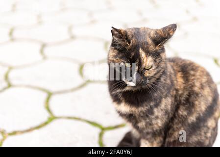 Straßenkatze Sehr schöne Farbgebung. Die Katze sitzt auf den Felsen und gibt vor, den Fotografen nicht zu sehen. Stockfoto