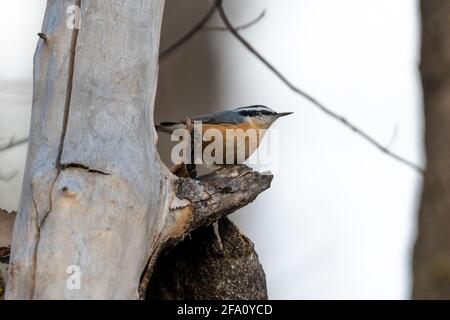 Rotbrustnuthatch (Sitta canadensis), der auf einem Baumstamm thront Stockfoto