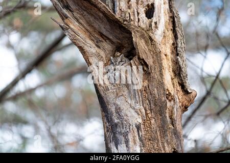 Östliche Kreischeule brüten in einem toten Baum in der Hölzer Stockfoto