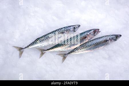 Drei frische Makrelen im Eis bei einem Fischhändler Stockfoto