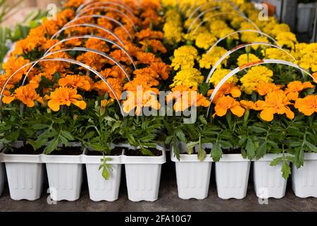 Blumen Pflanzen in kleinen Starter-Kunststoff-Topf für Sämling im Garten. Wachsende Sämlinge im frühen Frühjahr im Gewächshaus. Stockfoto