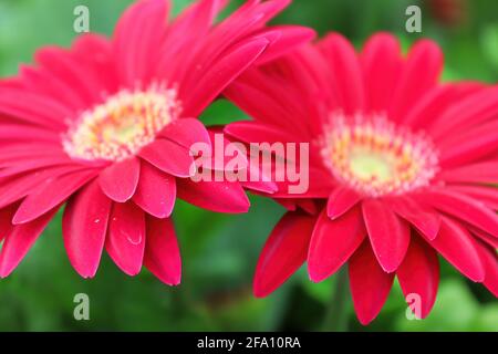 Zwei rosa Gerberas dicht beieinander. Stockfoto