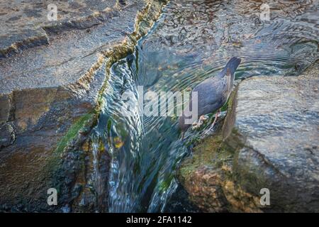 Ein amerikanischer Wassertaucher (Cinclus mexicanus), auch bekannt als Water Ouzel auf der Suche nach Wasserinsekten im seichten Wasserfall eines Baches, Castle Rock Colorado USA. Stockfoto