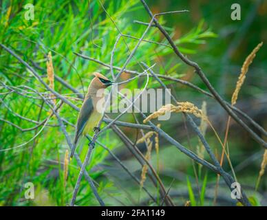 Cedar Waxwing (Bombycilla cedrorum) thront auf einem schmalen Weidenzweig über dem Beaver-Teich, Castle Rock Colorado USA. Foto aufgenommen im August. Stockfoto