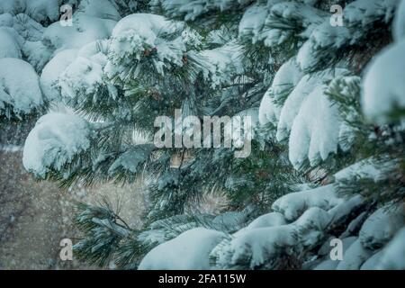 Leiser Schneefall belastet die Zweige der Ponderosa Pine Tree (Pinus ponderosa scopulorum), Sellars Gulch Area, Castle Rock Colorado USA. Stockfoto