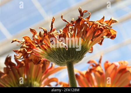 Draufsicht auf die trocknenden Gerbera-Blütenköpfe. Stockfoto