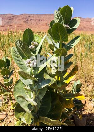 Pflanze Calotropis procera, die von Barrage Al-Hassan Addakhil in Marokko, Afrika, wächst Stockfoto