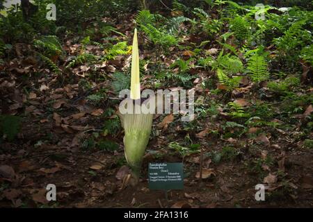 Titan Arum (Amorphophallus titanum) aus Südsumatra blüht in Bogor Botanical Gardens, Bogor, West Java, Indonesien. Stockfoto