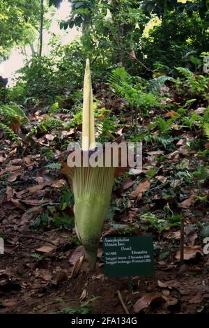 Titan Arum (Amorphophallus titanum) aus Südsumatra blüht in Bogor Botanical Gardens, Bogor, West Java, Indonesien. Stockfoto