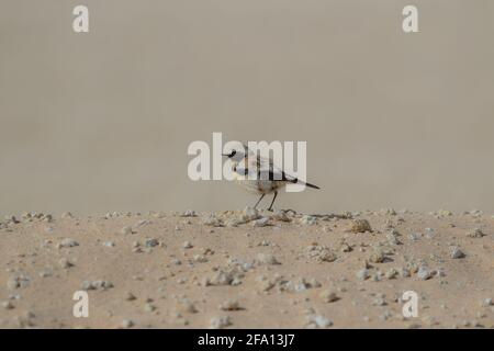 Wüstenkehlchen auf einem Wüstenhügel Stockfoto