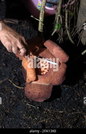 Ein Forscher, der eine Gewebeprobe einer Rafflesia-Patma entnommen hat, die im Botanischen Garten Bogor in Bogor, West-Java, Indonesien, blüht. Stockfoto