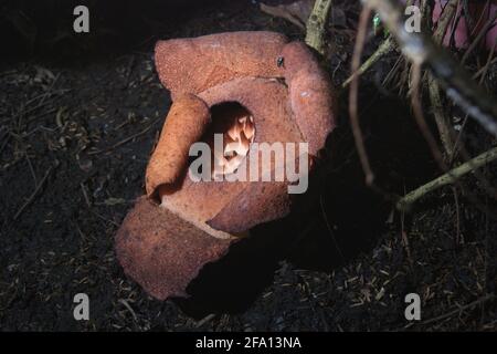 Rafflesia-Patma, die im Botanischen Garten Bogor in Bogor, West-Java, Indonesien, blüht. Stockfoto