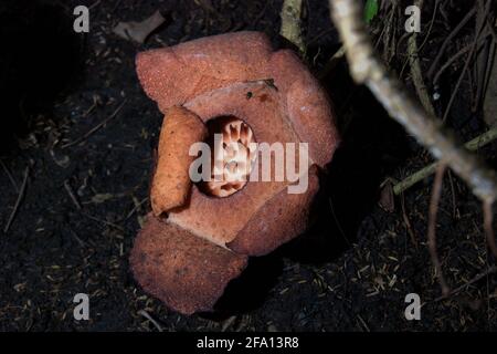 Rafflesia-Patma, die im Botanischen Garten Bogor in Bogor, West-Java, Indonesien, blüht. Stockfoto