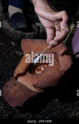 Ein Forscher, der eine Gewebeprobe einer Rafflesia-Patma entnommen hat, die im Botanischen Garten Bogor in Bogor, West-Java, Indonesien, blüht. Stockfoto