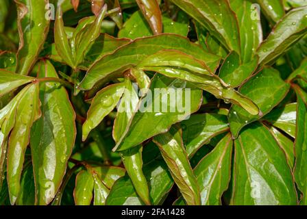 Hintergrund der Blätter nach dem Regen - grüne Wand, Hintergrund, Textur. Stockfoto