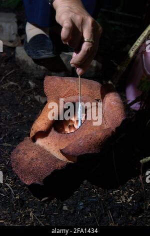 Ein Forscher, der eine Gewebeprobe einer Rafflesia-Patma entnommen hat, die im Botanischen Garten Bogor in Bogor, West-Java, Indonesien, blüht. Stockfoto