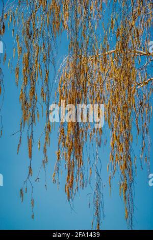 Birkenkätzchen im Stadtpark Stockfoto