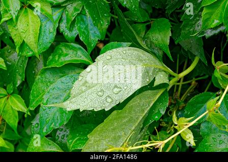 Kleines Blatt nach Regen. Regentropfen auf einem grünen Blatt. Stockfoto