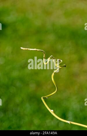 Stängel in der Luft - auf einem verschwommenen Hintergrund. Stockfoto