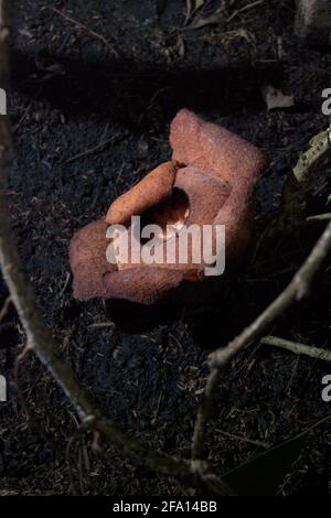 Rafflesia-Patma, die im Botanischen Garten Bogor in Bogor, West-Java, Indonesien, blüht. Stockfoto