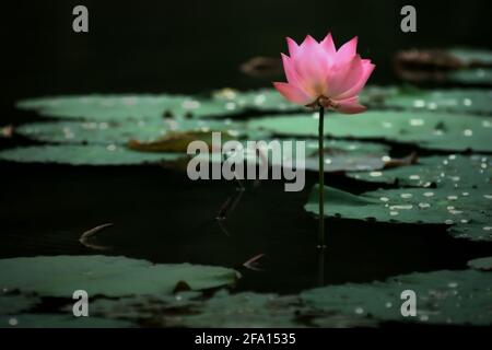 Indischer Lotus (Nelumbo nucifera) im Botanischen Garten Bogor, Bogor, West-Java, Indonesien. Stockfoto