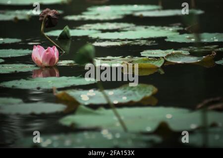 Indischer Lotus (Nelumbo nucifera) im Botanischen Garten Bogor, Bogor, West-Java, Indonesien. Stockfoto