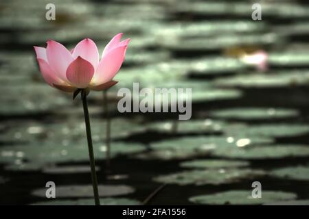 Indischer Lotus (Nelumbo nucifera) im Botanischen Garten Bogor, Bogor, West-Java, Indonesien. Stockfoto