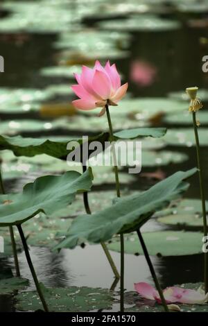 Indischer Lotus (Nelumbo nucifera) im Botanischen Garten Bogor, Bogor, West-Java, Indonesien. Stockfoto