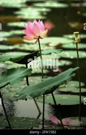 Indischer Lotus (Nelumbo nucifera) im Botanischen Garten Bogor, Bogor, West-Java, Indonesien. Stockfoto