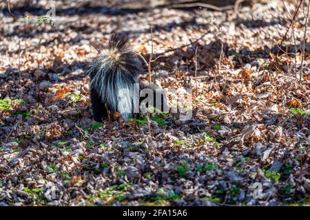 Skunk zu Fuß im Stadtpark Stockfoto