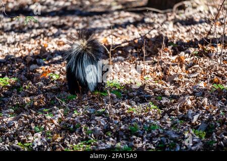 Skunk zu Fuß im Stadtpark Stockfoto